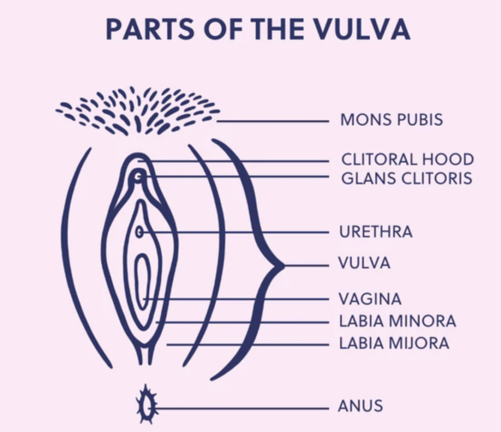 Vulva'nın Gizli Tarihi