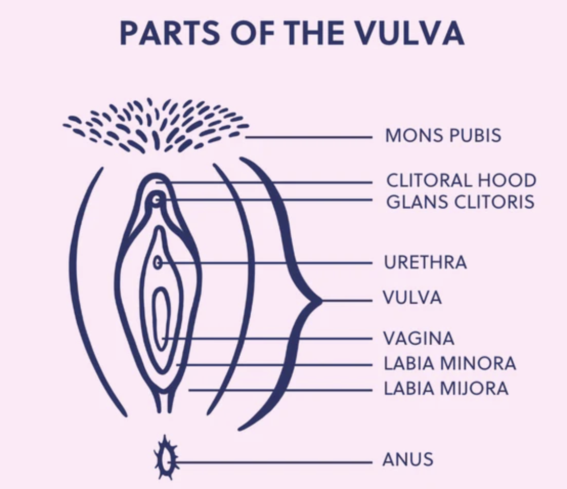 The Secret History Of The Vulva Ms Magazine