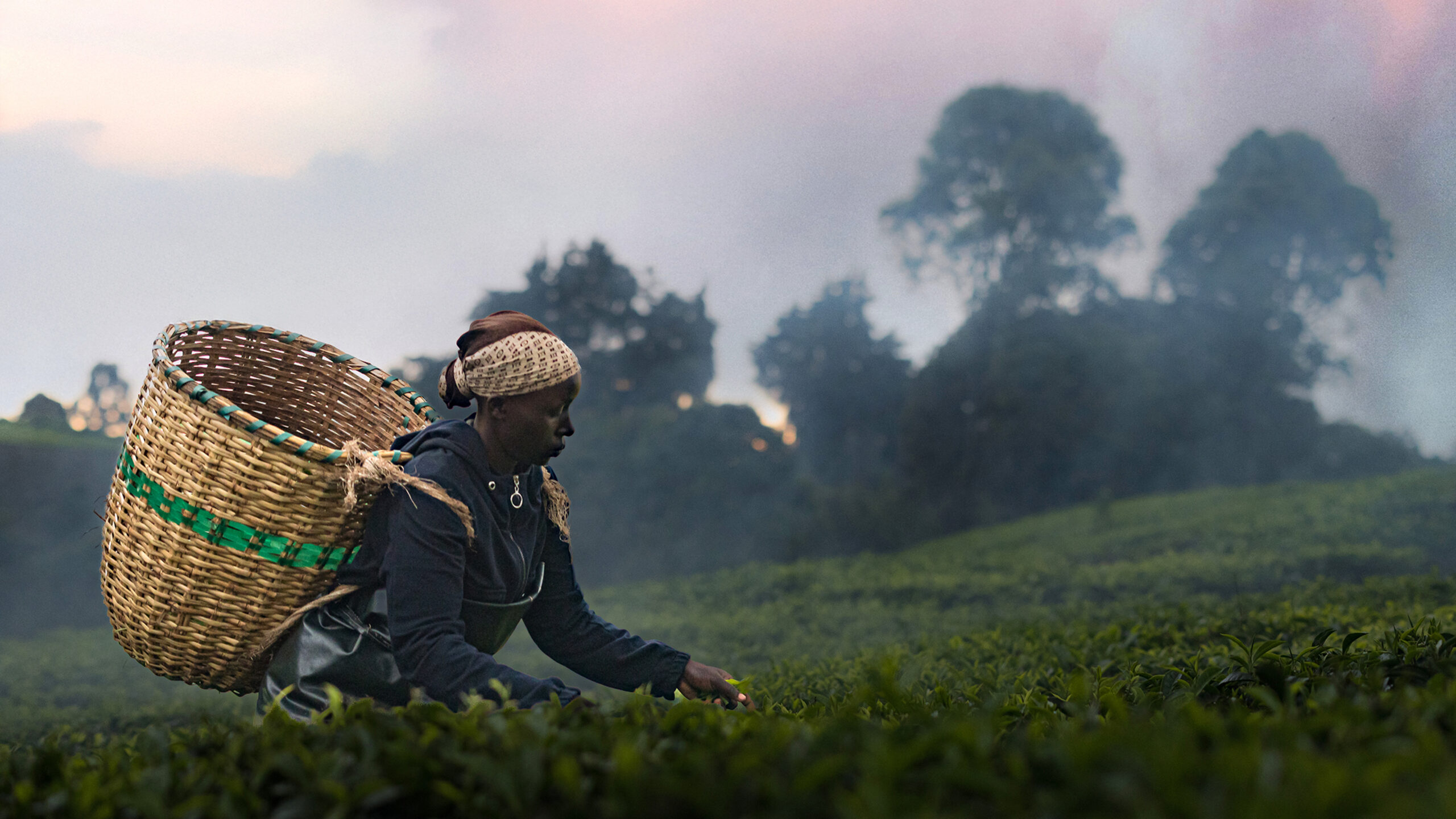 Sundance 2026: The Tea Is Profitable. The Land Is Contested. Documentary 'Kikuyu Land' Tells the Story.